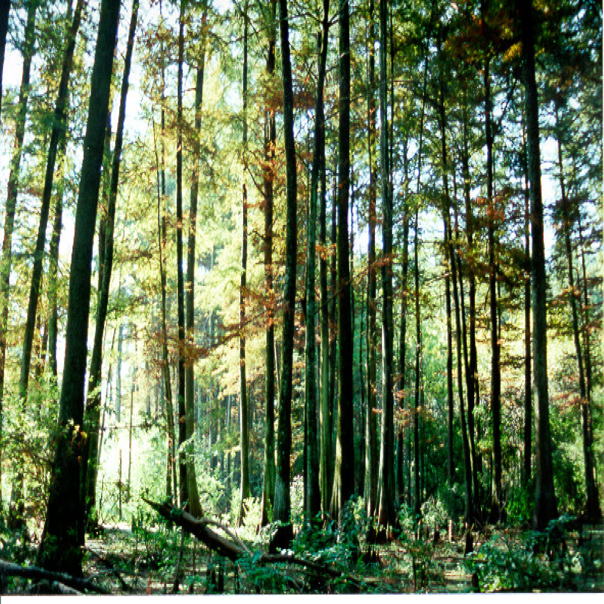 Mature forest with tall trees and a leafy forest floor